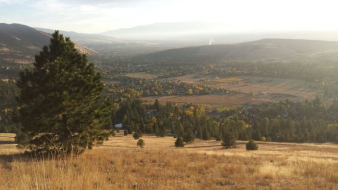 Grassy hillside with a few trees in later afternoon sunlight