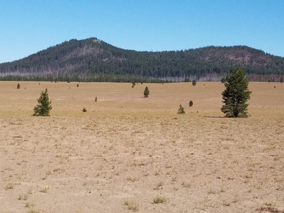 Flat beige landscape with occasional evergreens.