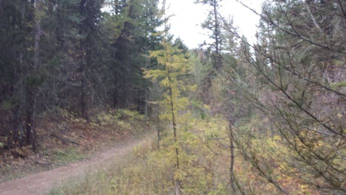 A photo of a trail in the woods
