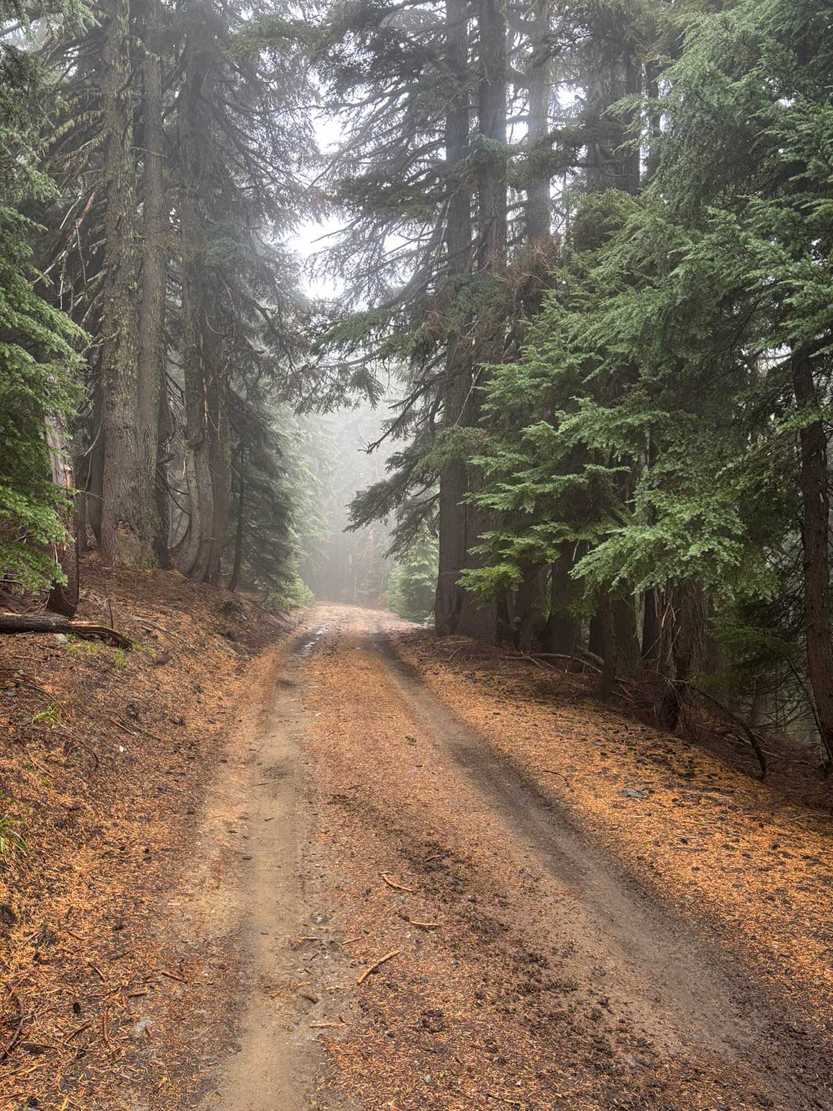 A misty ride through the trees