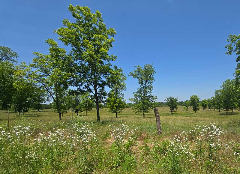 Scattered trees near Chetopa