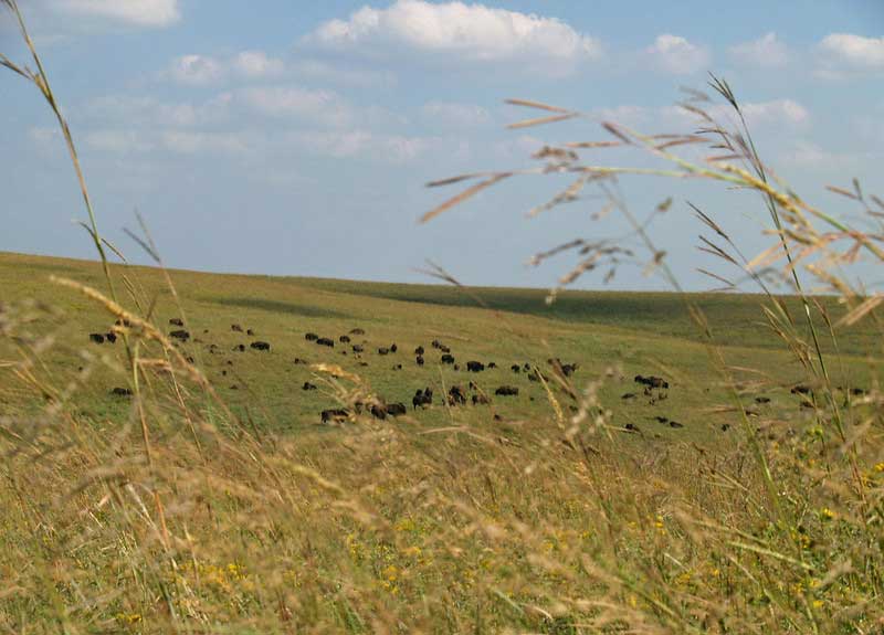 Bison roam wild on the Tallgrass Prairie Preserve