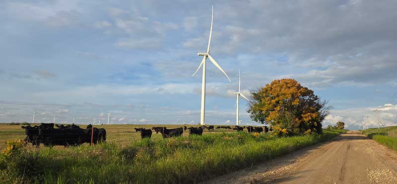 Cows and wind turbines