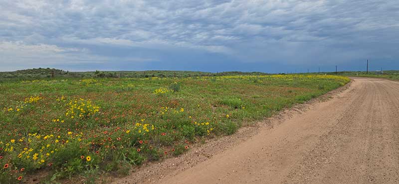 Prairie wildflowers under a stormy June sky