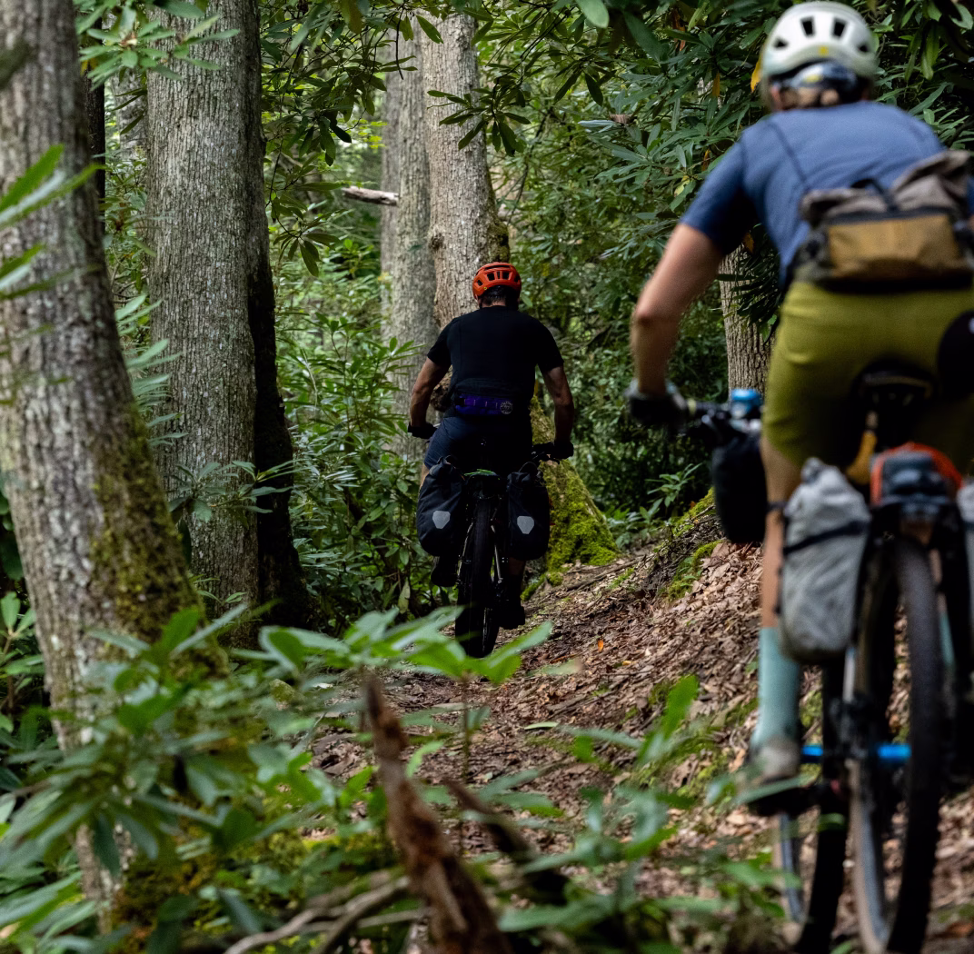 Cyclists riding through dense forest trail